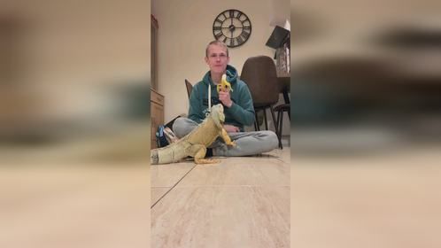 也是个爱吃香蕉的宝宝。#爬宠 #异宠 #巨蜥 #蜥蜴 #鬣蜥