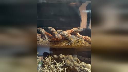 #爬宠界 天花板，#犰狳蜥 #南非犰狳蜥 。#爬宠 #异宠