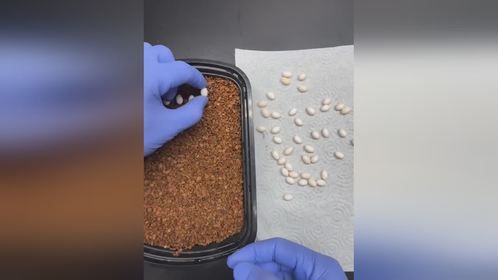 就这产蛋量，价格能不亲民吗？#爬宠 #异宠 #守宫 #蜥蜴