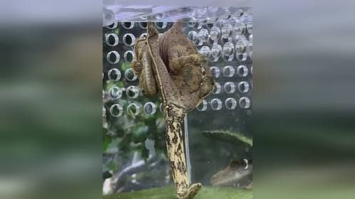 很别致啊……#爬宠 #异宠 #爬宠日常 #守宫 #睫角守宫