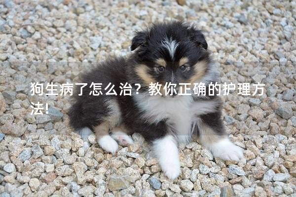 狗生病了怎么治?教你正确的护理方法!