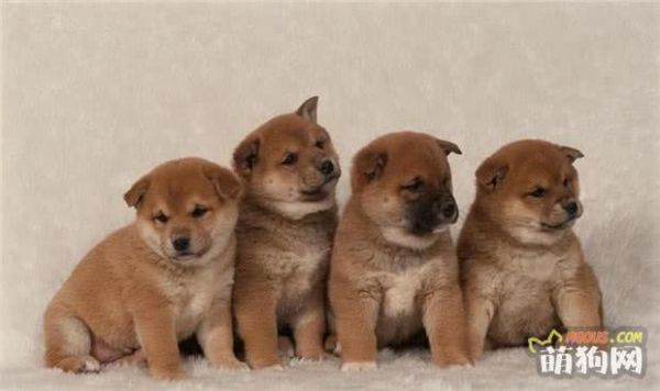 狗的生活习性之急救常识