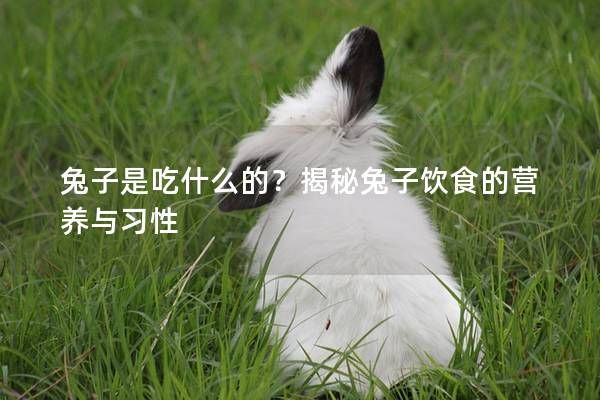 兔子是吃什么的?揭秘兔子饮食的营养与习性