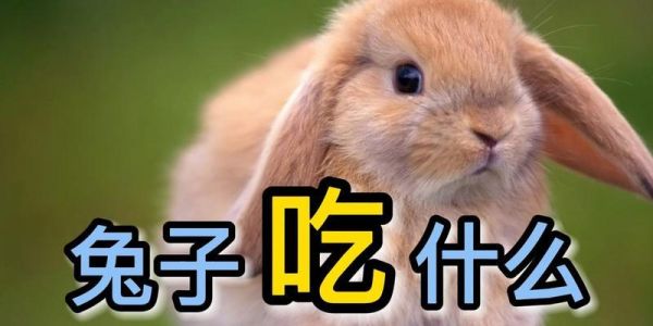 兔子的饮食习惯和营养需求（探究兔子饮食习惯及提供合理营养的方法）