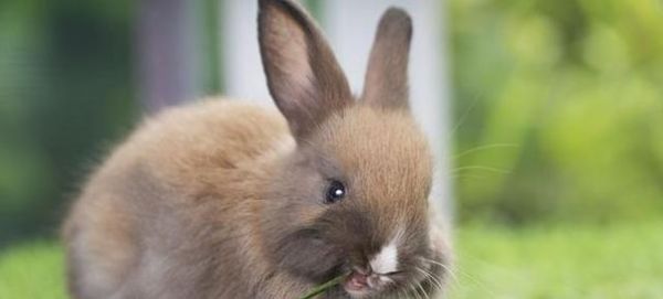 兔子的饮食习惯和营养需求（探究兔子饮食习惯及提供合理营养的方法）