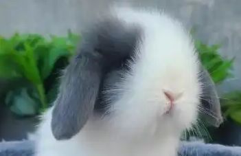 如何饲养荷兰垂耳兔?