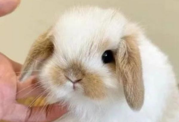 如何饲养荷兰垂耳兔?