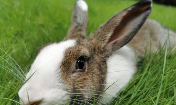 兔子营养补充的重要性及方法（正确选择兔粮、合理补充营养品、科学喂食蔬果保持兔子健康）