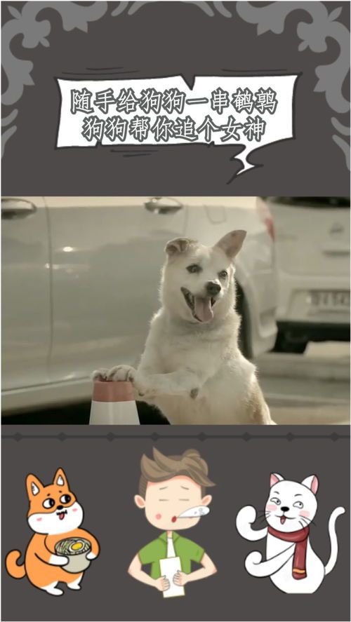 宠物狗鹌鹑蛋怎么喂养的