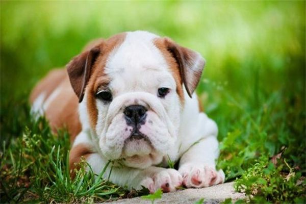 宠物狗肚子胀气怎么办