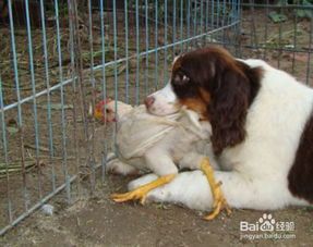 小富鸡宠物狗怎么养的啊