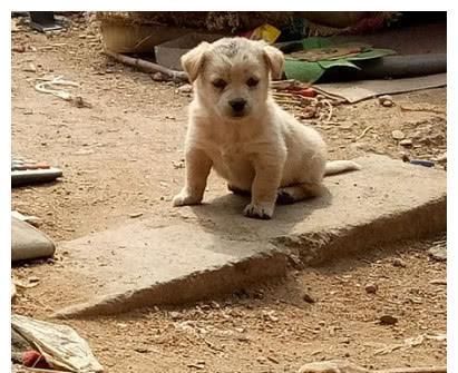 小只点的宠物狗怎么养的