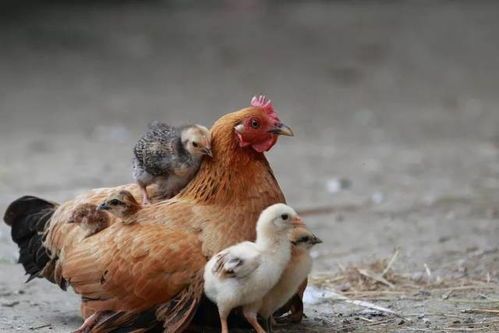 小富鸡宠物狗怎么养殖的