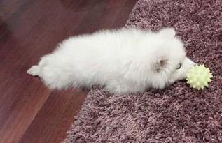 宠物狗翻肠子怎么治疗好