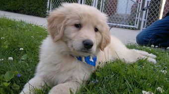 宠物狗冻干肉怎么吃的啊