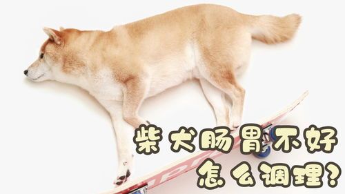 宠物狗肠胃不好怎么办呀