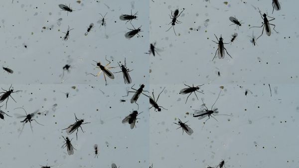 在英国格洛斯特郡的斯林布里奇鸟类观察站,窗户上有不同种类的苍蝇和其他昆虫。