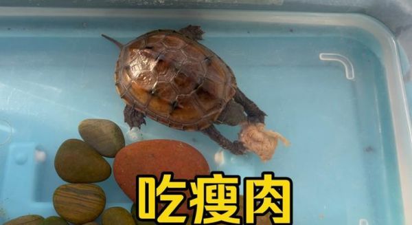 草龟的饮食习性与营养需求（揭开草龟饮食的秘密，助你养育健康草龟）