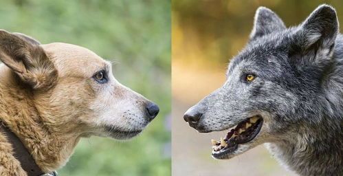 为什么纯种狗需要近亲繁殖?