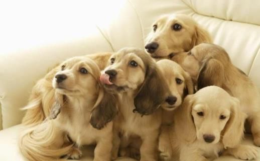 为什么纯种狗需要近亲繁殖?