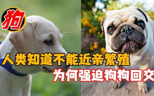 为什么纯种狗需要近亲繁殖?