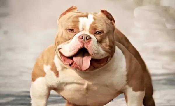 如何科学饲养恶霸犬（培养温顺乖巧的宠物犬，）