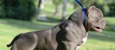 如何科学饲养恶霸犬（培养温顺乖巧的宠物犬，）