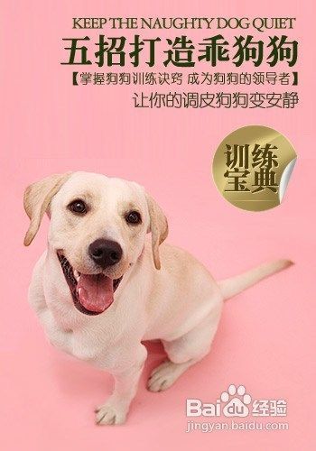 训练宠物不叫唤陌生人，培养友善性格