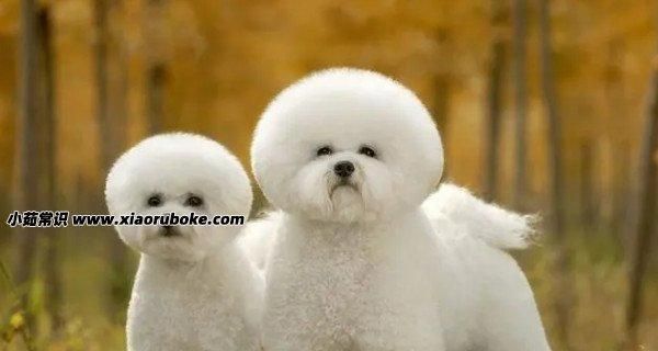 宠物犬赛级标准（全面解析宠物犬赛级标准和培养技巧）