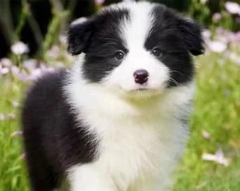 宠物犬赛级标准（全面解析宠物犬赛级标准和培养技巧）