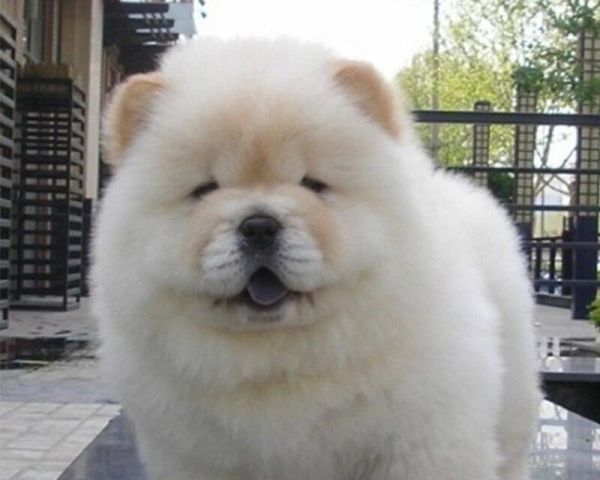 宠物犬赛级标准（全面解析宠物犬赛级标准和培养技巧）