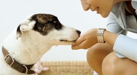 宠物狗耍小脾气怎么办