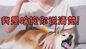 宠物狗脾气很大怎么办啊