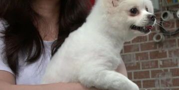 训练出与主人性格相投的宠物狗