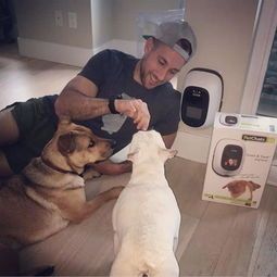 训练出与主人性格相投的宠物狗