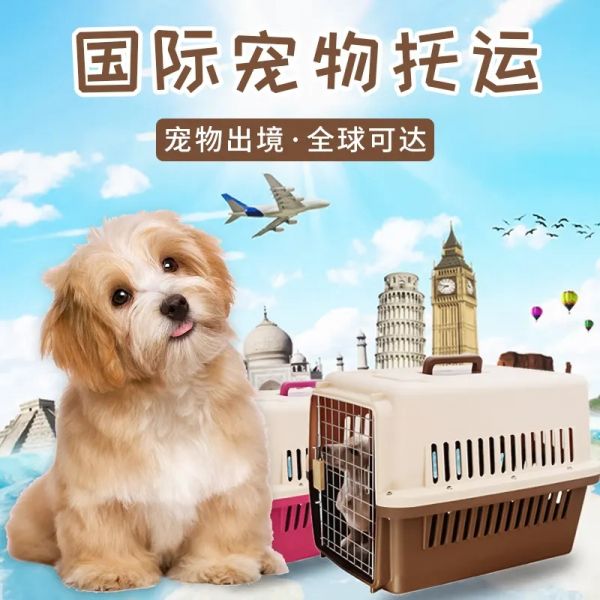 盘锦 托运 靠谱 猫狗运输