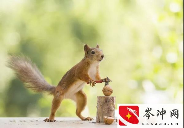 松鼠吃什么食物为主