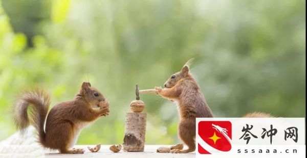 松鼠吃什么食物为主