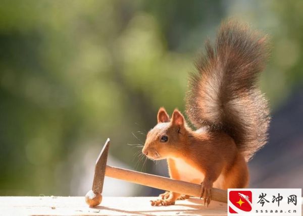 松鼠吃什么食物为主