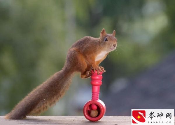 松鼠吃什么食物为主