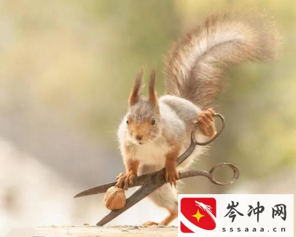 松鼠吃什么食物为主