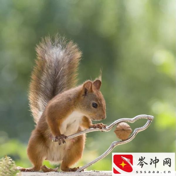 松鼠吃什么食物为主