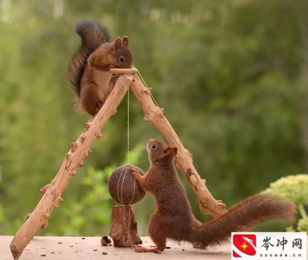 松鼠吃什么食物为主