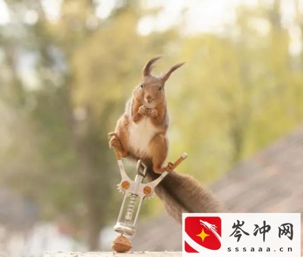 松鼠吃什么食物为主