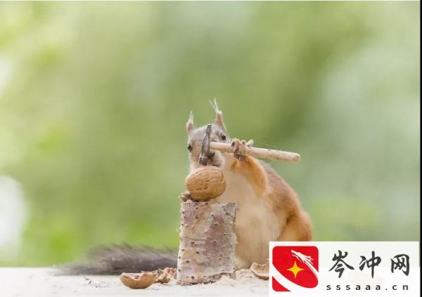 松鼠吃什么食物为主