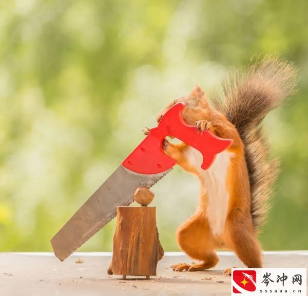 松鼠吃什么食物为主