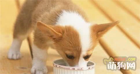 狗粮、剩饭、自制狗饭、生肉到底给狗狗吃什么好？