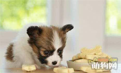 狗粮、剩饭、自制狗饭、生肉到底给狗狗吃什么好?