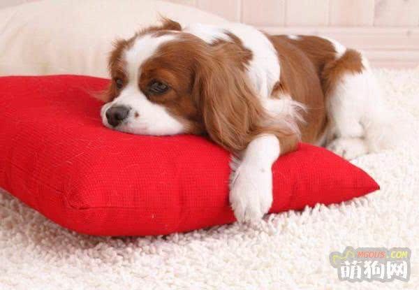 狗粮、剩饭、自制狗饭、生肉到底给狗狗吃什么好?