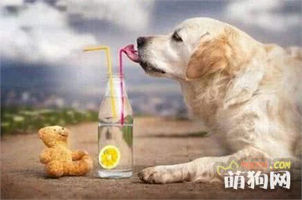 狗粮、剩饭、自制狗饭、生肉到底给狗狗吃什么好?